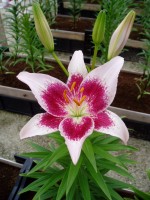 [1622 Strawbery & Cream No01.JPG]